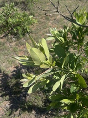 Terminalia brachystemma brachystemma