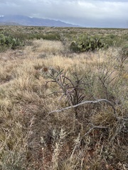 Cylindropuntia thurberi versicolor