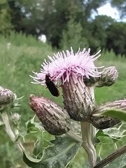 Cantharis flavilabris