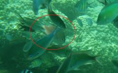 Altrichthys azurelineatus
