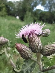 Cantharis flavilabris