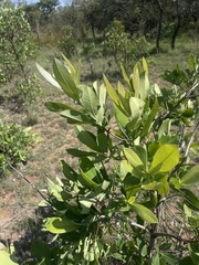 Terminalia brachystemma brachystemma