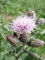 Cantharis flavilabris