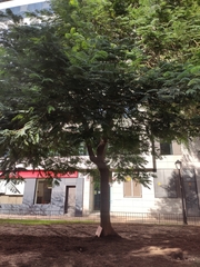 Jacaranda mimosifolia