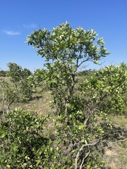 Terminalia brachystemma brachystemma