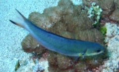 Thalassoma amblycephalus