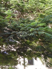 Jacaranda mimosifolia