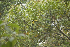Ramphastos brevis
