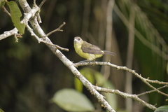 Ramphocelus flammigerus