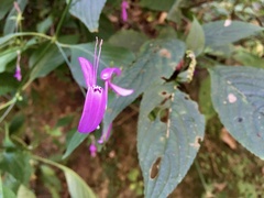 Justiciinae