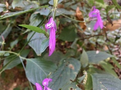 Justiciinae
