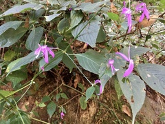 Justiciinae