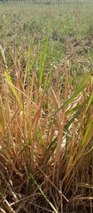 Oryza sativa