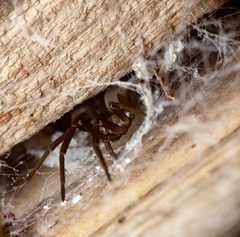 Kukulcania hibernalis