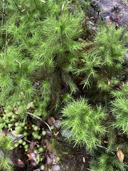 Dendroligotrichum dendroides