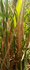 Oryza sativa