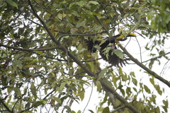 Ramphastos brevis
