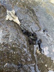 Echinolittorina aspera