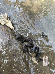 Echinolittorina aspera