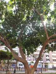 Ficus macrophylla