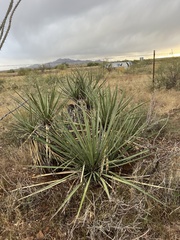 Yucca baccata brevifolia