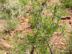 Sarcomphalus obtusifolius