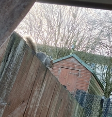 Sciurus carolinensis