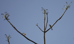 Tersina viridis