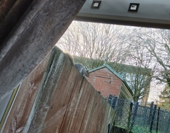 Sciurus carolinensis