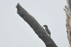 Psilopogon haemacephalus