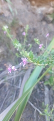 Indigofera filiformis