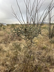 Cylindropuntia thurberi versicolor