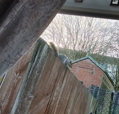 Sciurus carolinensis