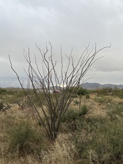 Fouquieria splendens splendens