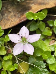Rubus radicans