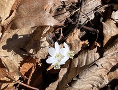Hepatica