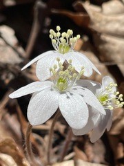 Hepatica