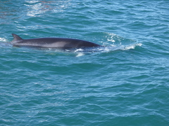 Balaenoptera acutorostrata