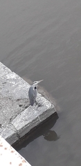 Ardea cinerea