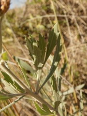 Tessaria absinthioides