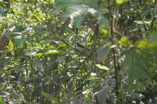 Black-winged Saltator (Saltator atripennis), photo 5