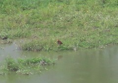Jacana jacana