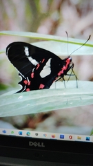 Parides agavus