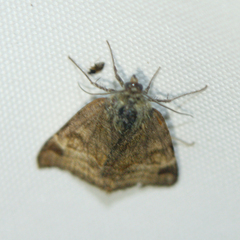 Euclidia glyphica