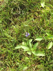 Stachytarpheta jamaicensis