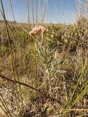 Tessaria absinthioides