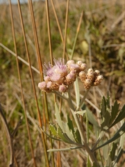 Tessaria absinthioides