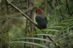 Baryphthengus martii