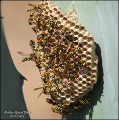 Polistes mongolicus