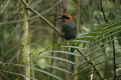 Baryphthengus martii